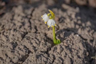 Bir dağ ormanında, rüzgârda sallanan çuha çiçeği.