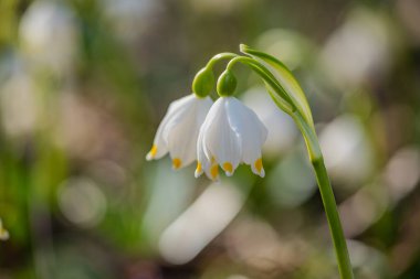 Bir dağ ormanında, rüzgârda sallanan çuha çiçeği.