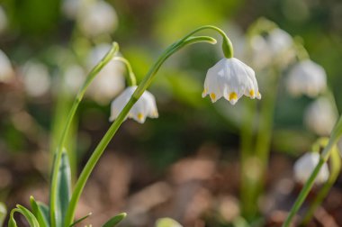 Bir dağ ormanında, rüzgârda sallanan çuha çiçeği.