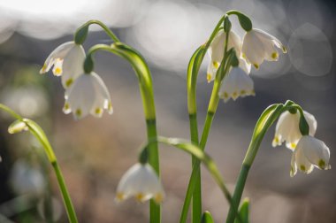 Bir dağ ormanında, rüzgârda sallanan çuha çiçeği.