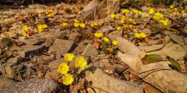 Parlak sarı çiçekler anne ve üvey anne bir dağ nehrinin kıyısında