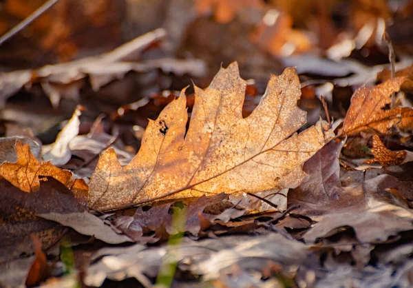 Foglie Quercia Cadute Nel Vento Nella Foresta Primaverile — Foto Stock