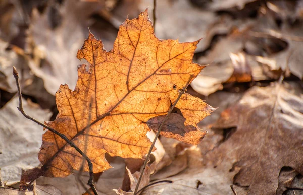 Upadłe Liście Dębu Wietrze Wiosennym Lesie — Zdjęcie stockowe