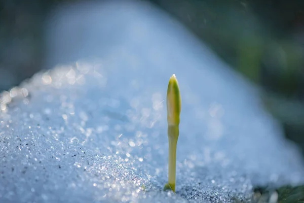 Flor Frágil Brotar Neve — Fotografia de Stock