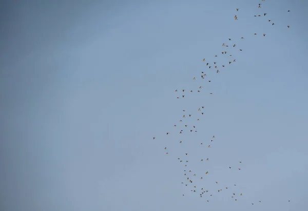 Flock Wild Pigeons Flies Sky — Stock Photo, Image