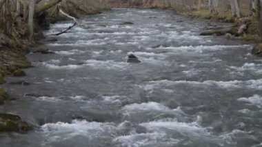 Bahar Ormanı 'ndaki fırtınalı nehir.