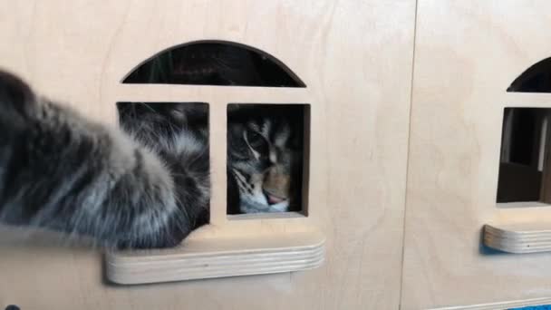 Maine Coon Kätzchen Spielt Einem Spielzeughaus — Stockvideo