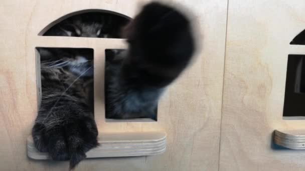Maine Coon Kotek Bawiący Się Domu Zabawki — Wideo stockowe