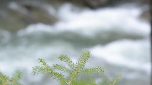 Stürmischer Fluss Frühlingshaften Bergwald — Stockvideo