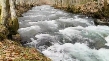 Bahar Ormanı 'ndaki fırtınalı nehir.