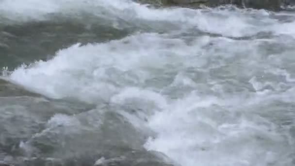 Bahar Ormanı Ndaki Fırtınalı Nehir — Stok video