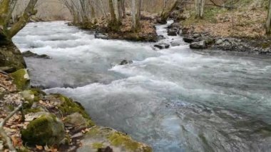 Bahar Ormanı 'ndaki fırtınalı nehir.