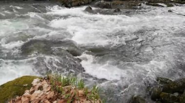 Bahar Ormanı 'ndaki fırtınalı nehir.