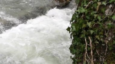Bahar Ormanı 'ndaki fırtınalı nehir.