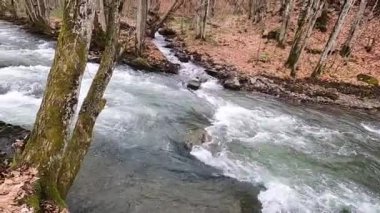 Bahar Ormanı 'ndaki fırtınalı nehir.