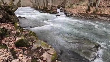 Bahar Ormanı 'ndaki fırtınalı nehir.