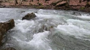Bahar Ormanı 'ndaki fırtınalı nehir.