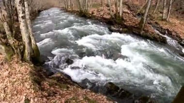 Bahar Ormanı 'ndaki fırtınalı nehir.