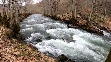 Bahar Ormanı 'ndaki fırtınalı nehir.
