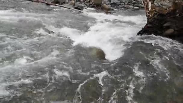 Río Tormentoso Bosque Montaña Primavera — Vídeo de stock