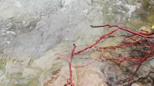 Stormachtige Rivier Het Voorjaar Bergwoud — Stockvideo