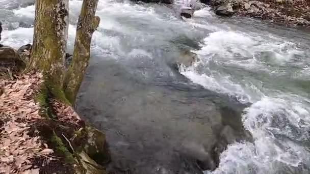 Rio Tempestuoso Floresta Montanha Primavera — Vídeo de Stock