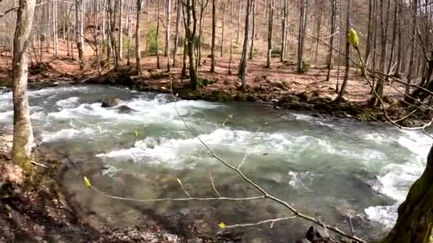 Stürmischer Fluss Frühlingshaften Bergwald — Stockvideo