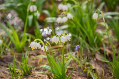 Bir dağ ormanında, rüzgârda sallanan çuha çiçeği.