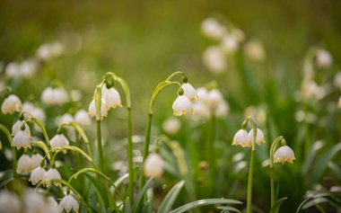 Bir dağ ormanında, rüzgârda sallanan çuha çiçeği.