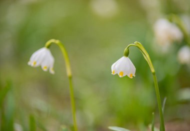 Bir dağ ormanında, rüzgârda sallanan çuha çiçeği.