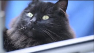 Evcil pofuduk safkan kedi portresi