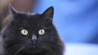 Evcil pofuduk safkan kedi portresi