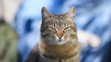 Pencerenin dışında evcil bir kedinin portresi