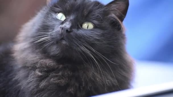 Πορτραίτο Οικόσιτης Χνουδωτής Καθαρόαιμης Γάτας — Αρχείο Βίντεο