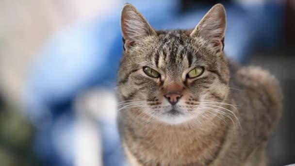 Πορτρέτο Οικόσιτης Γάτας Έξω Από Παράθυρο — Αρχείο Βίντεο