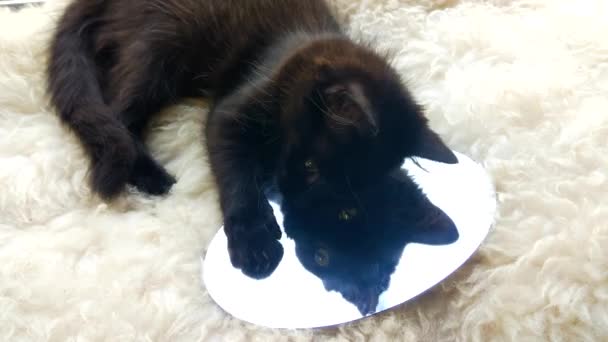 Chaton Mignon Est Occupé Jouer Avec Miroir — Video