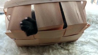Şirin kedi yavrusu sepette oynamakla meşgul.
