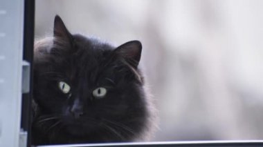 Evcil pofuduk safkan kedi portresi