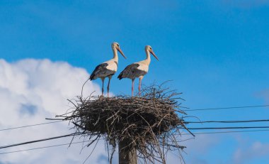 Leylek yuvada çifti