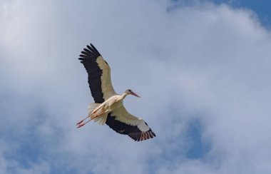 Leylek mavi gökyüzünde süzülür