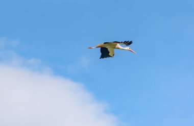 Leylek mavi gökyüzünde süzülür