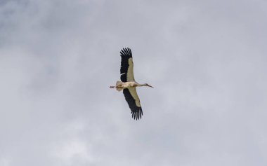 Leylek mavi gökyüzünde süzülür