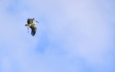 Leylek uçarken çok güzel manevra yapıyor.