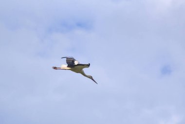 Leylek mavi gökyüzünde süzülür
