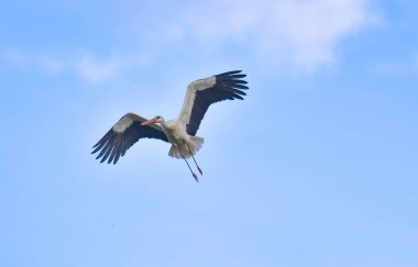 Leylek mavi gökyüzünde süzülür
