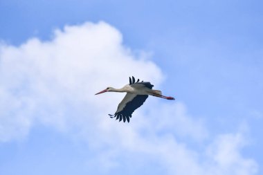 Leylek mavi gökyüzünde süzülür