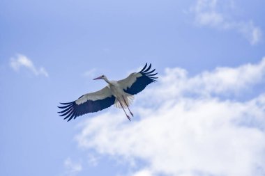 Leylek mavi gökyüzünde süzülür