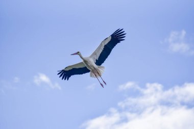 Leylek mavi gökyüzünde süzülür