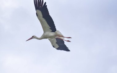 Leylek mavi gökyüzünde süzülür