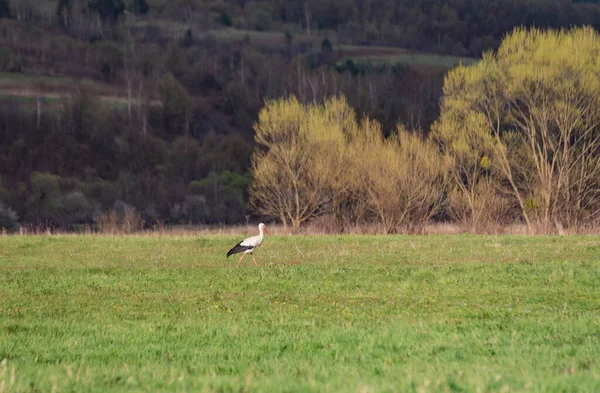 Leylek doğal ortamında